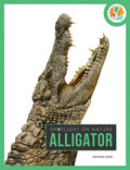 Alligator - Paperback