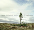 The Oldest Living Things in the World - Hardcover