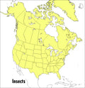 A Peterson Field Guide to Insects: America North of Mexico - Paperback