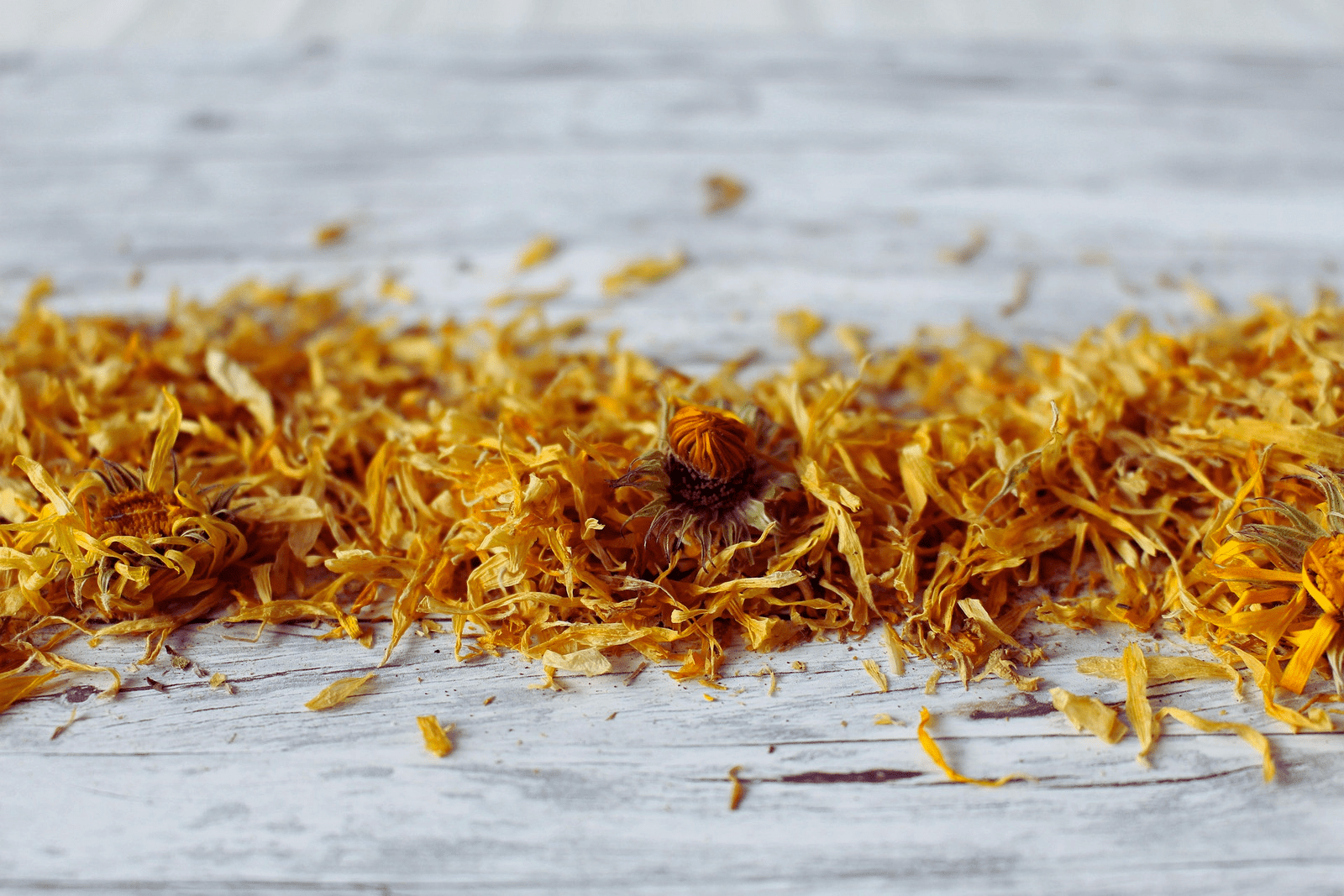 Calendula Flower