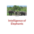 Intelligence of Elephants - Paperback