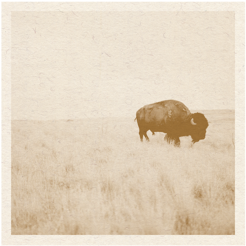 Buffalo Print