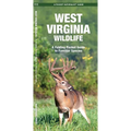 West Virginia Wildlife: An Introduction to Familiar Species - Paperback