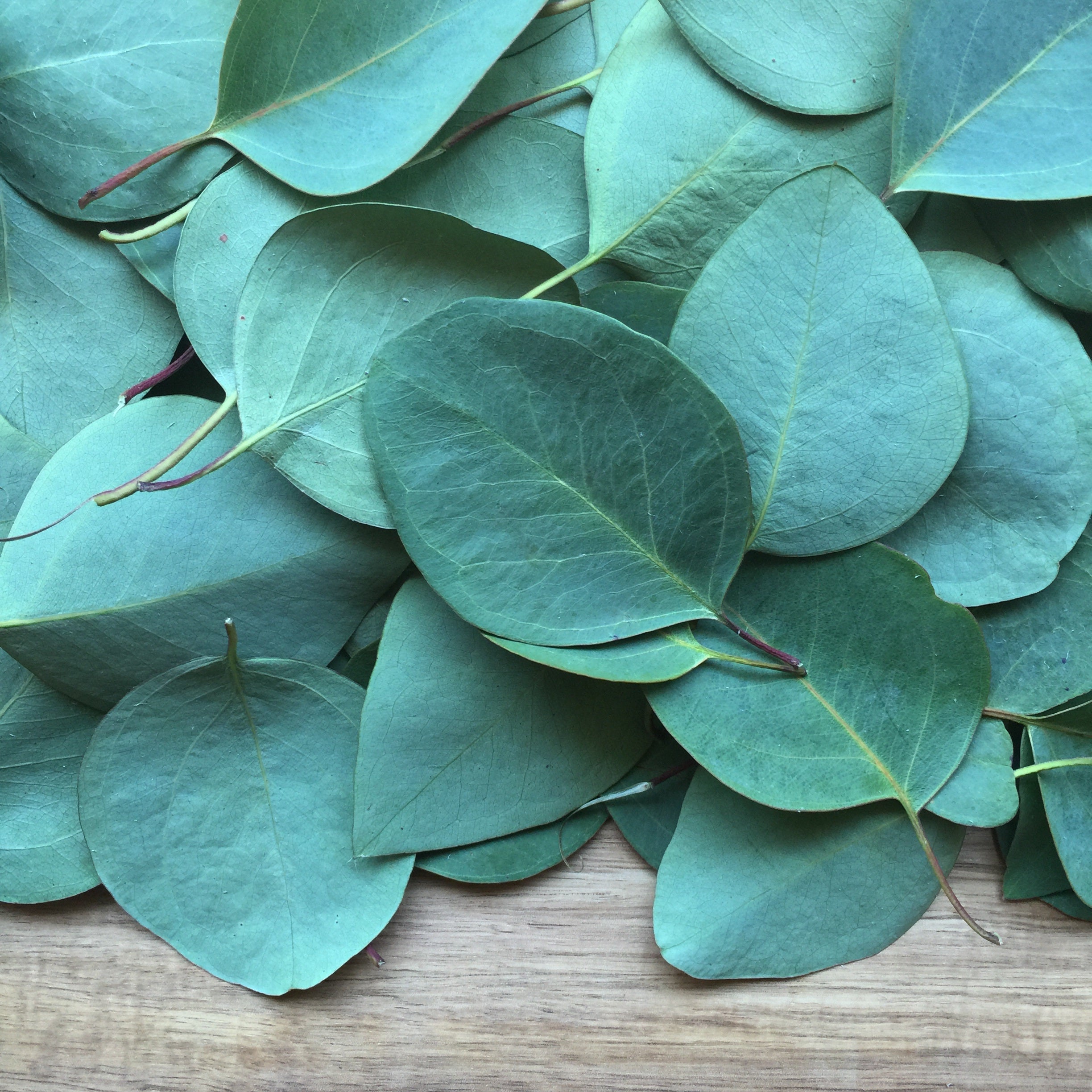 Eucalyptus Leaf, Cut, Sifted