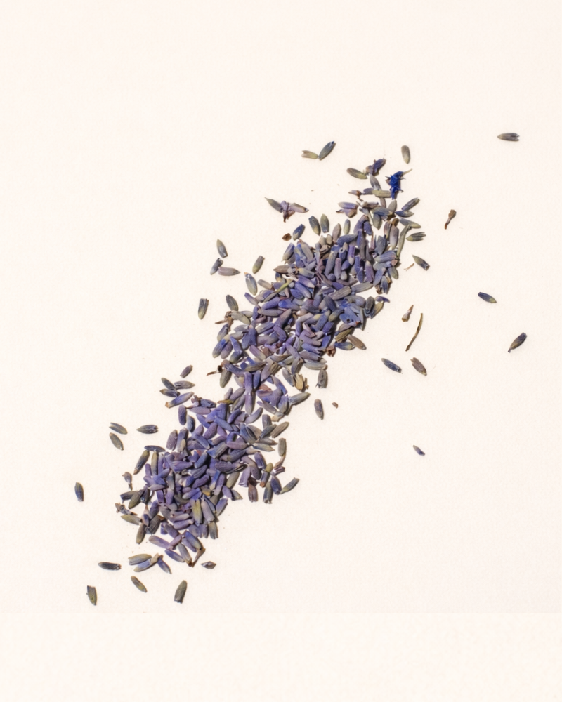 lavender buds